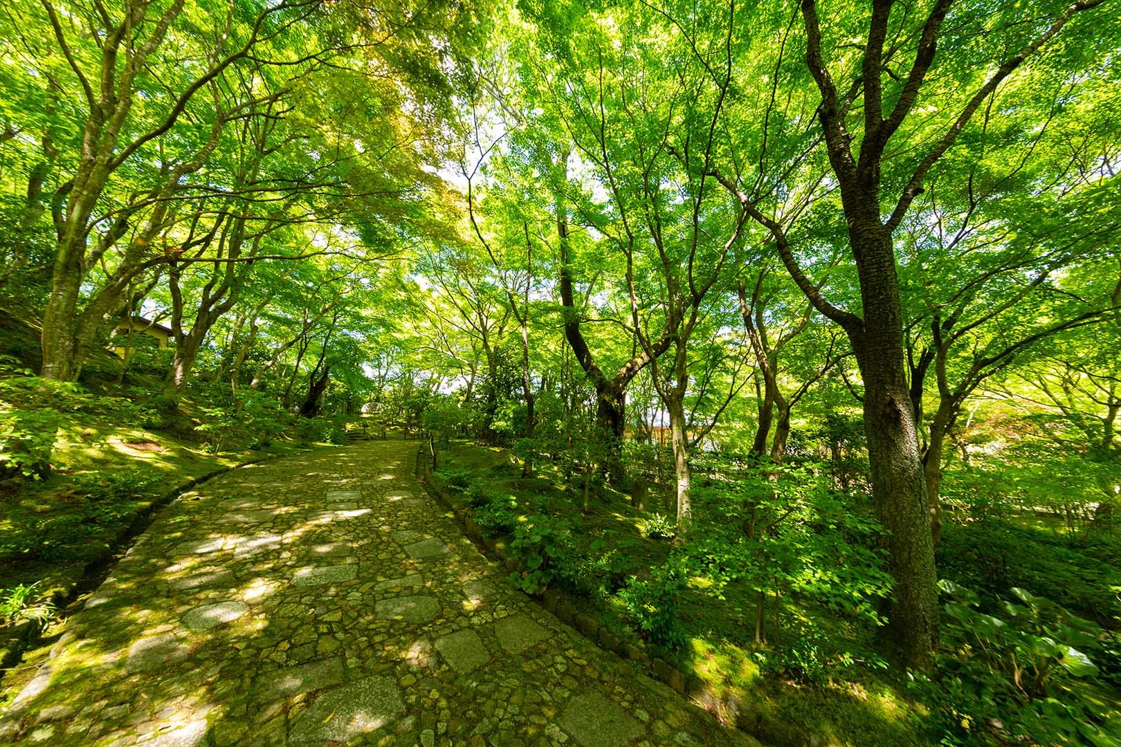 常寂光寺 新緑 その２_a0003166_10210768.jpg