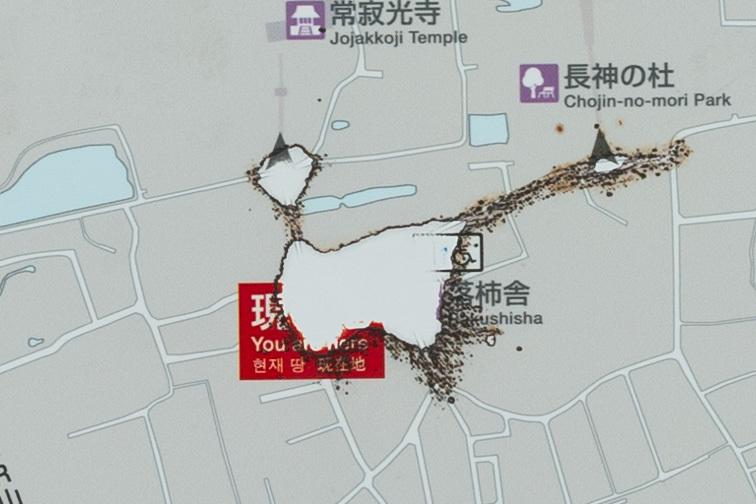 犬_a0003166_10222704.jpg