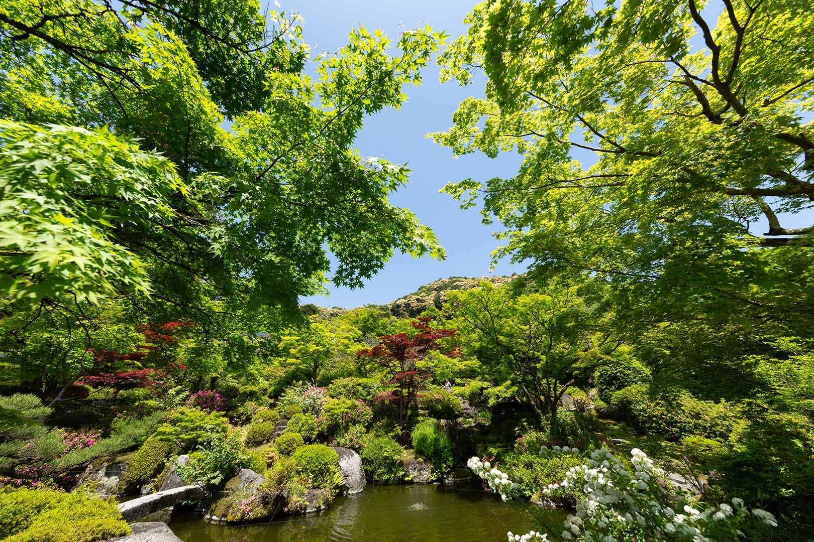 三室戸寺_a0003166_10252951.jpg