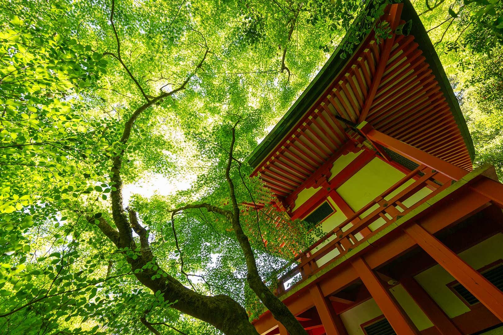醍醐寺_a0003166_10270252.jpg