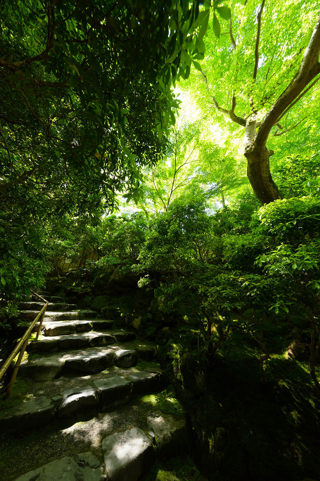 瑠璃光院 新緑 その４_a0003166_10350953.jpg