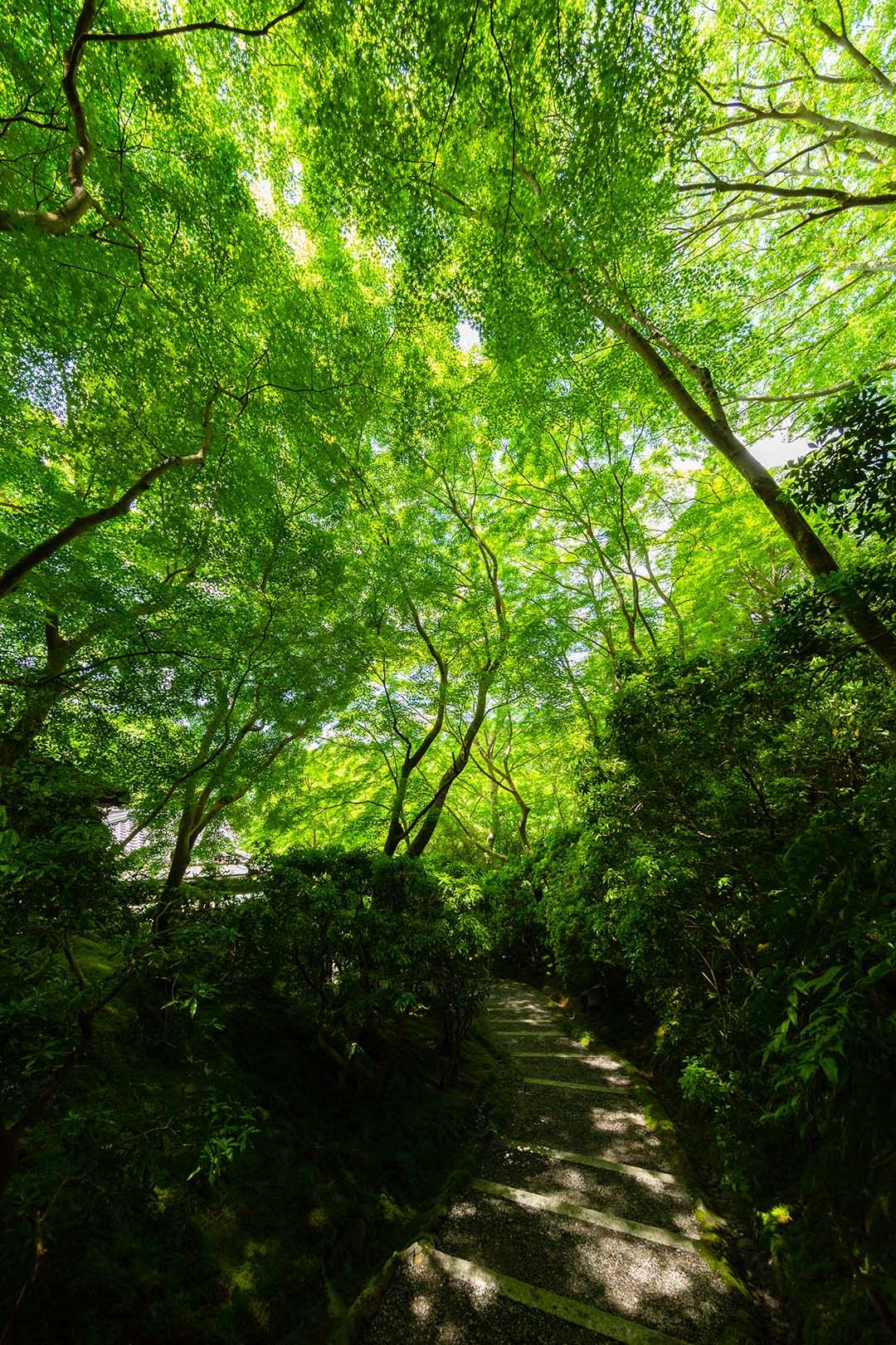 瑠璃光院 新緑 その４_a0003166_10351042.jpg