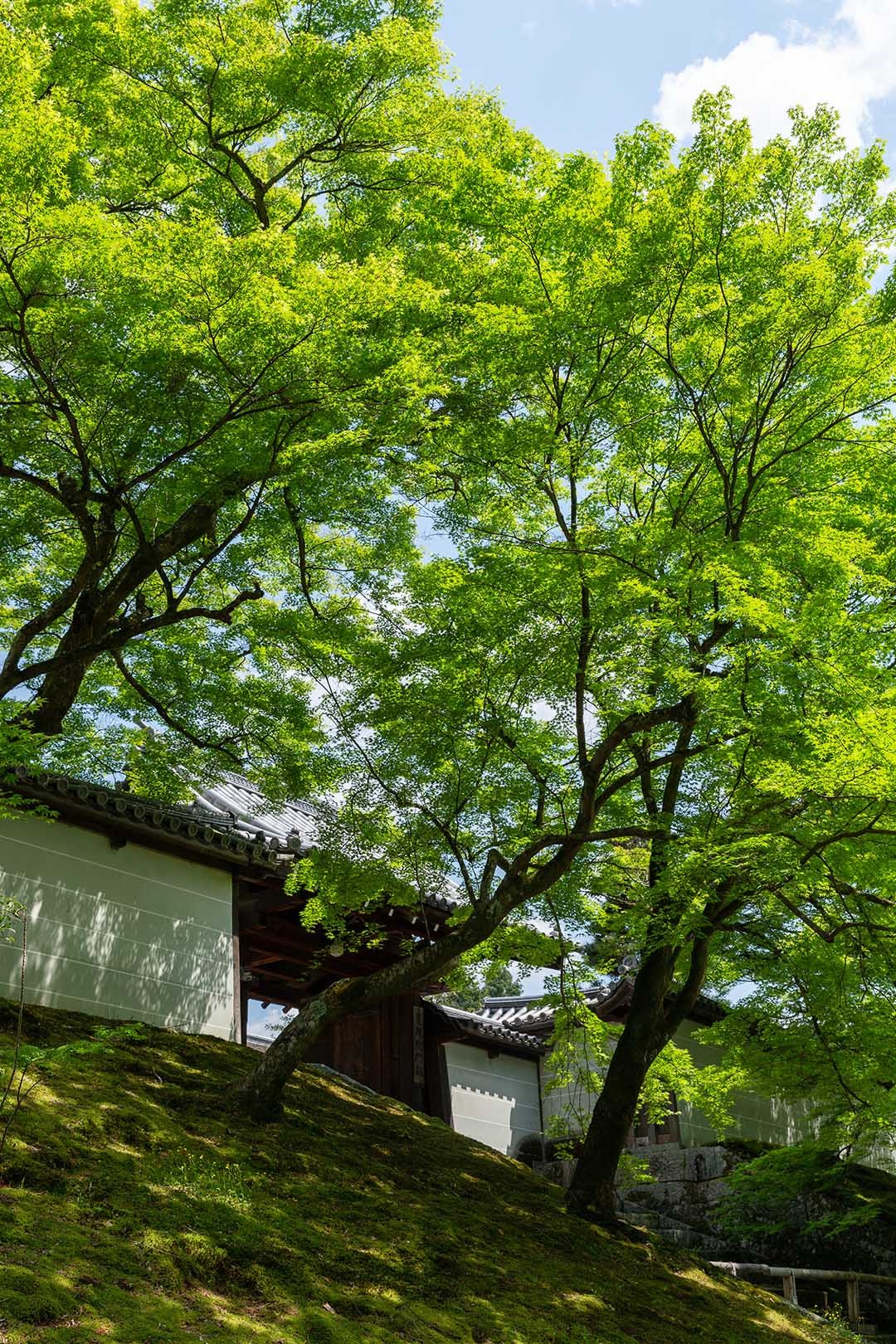 曼殊院_a0003166_10391714.jpg