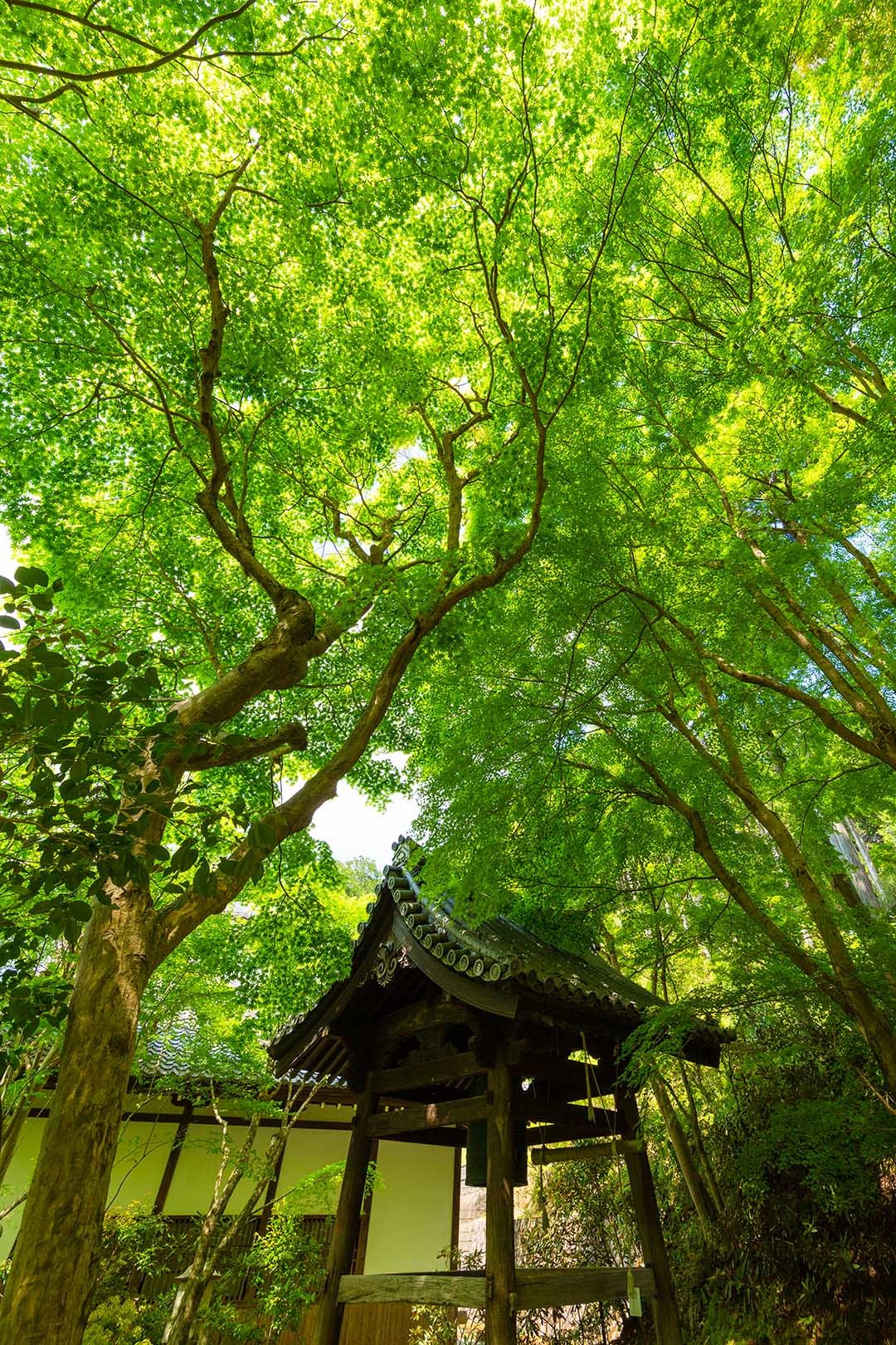 圓光寺_a0003166_10423209.jpg