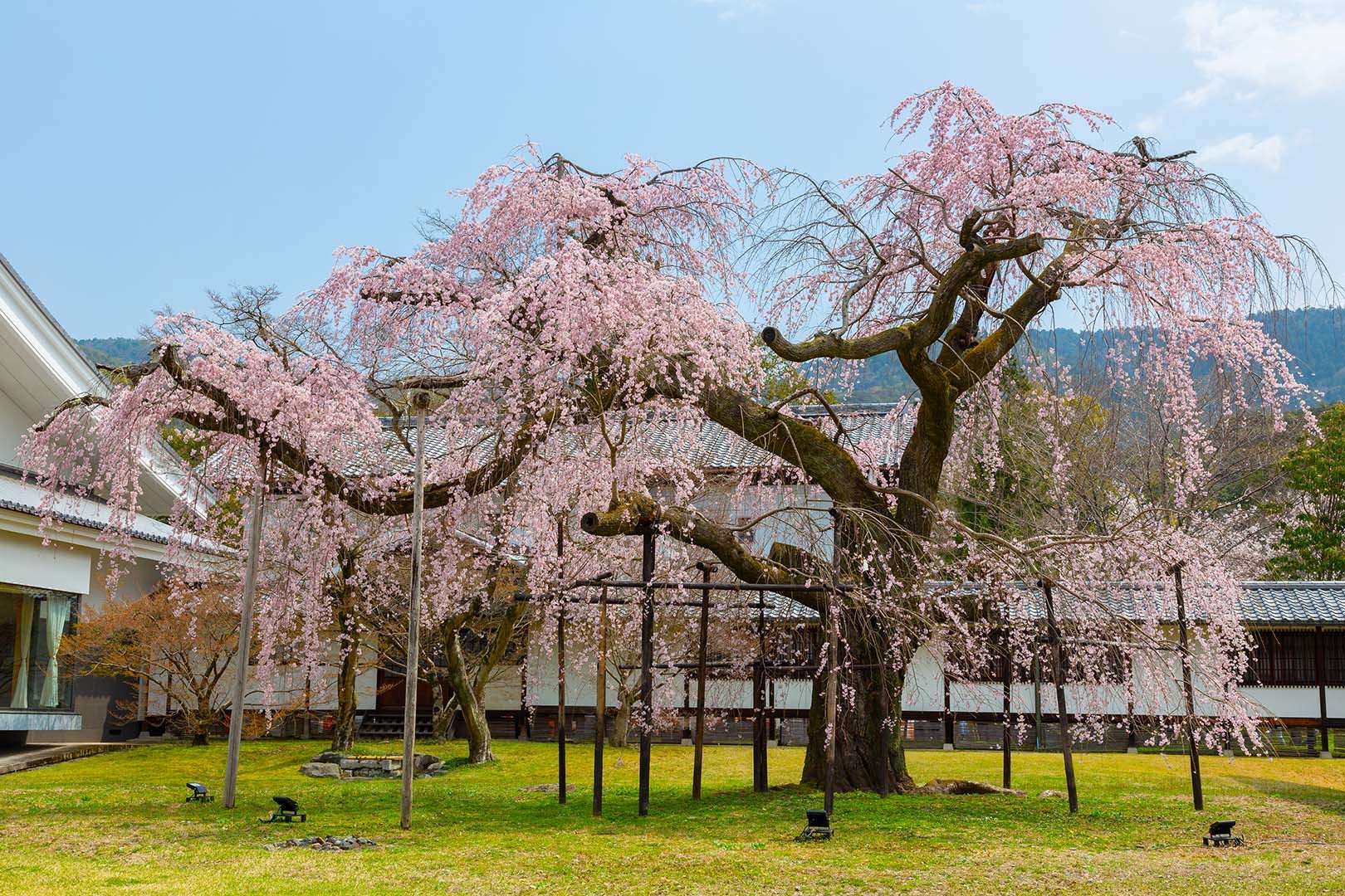 醍醐寺の桜_a0003166_10432722.jpg