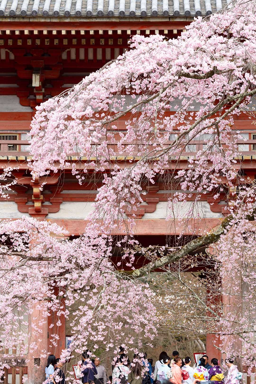 醍醐寺の桜_a0003166_10432975.jpg