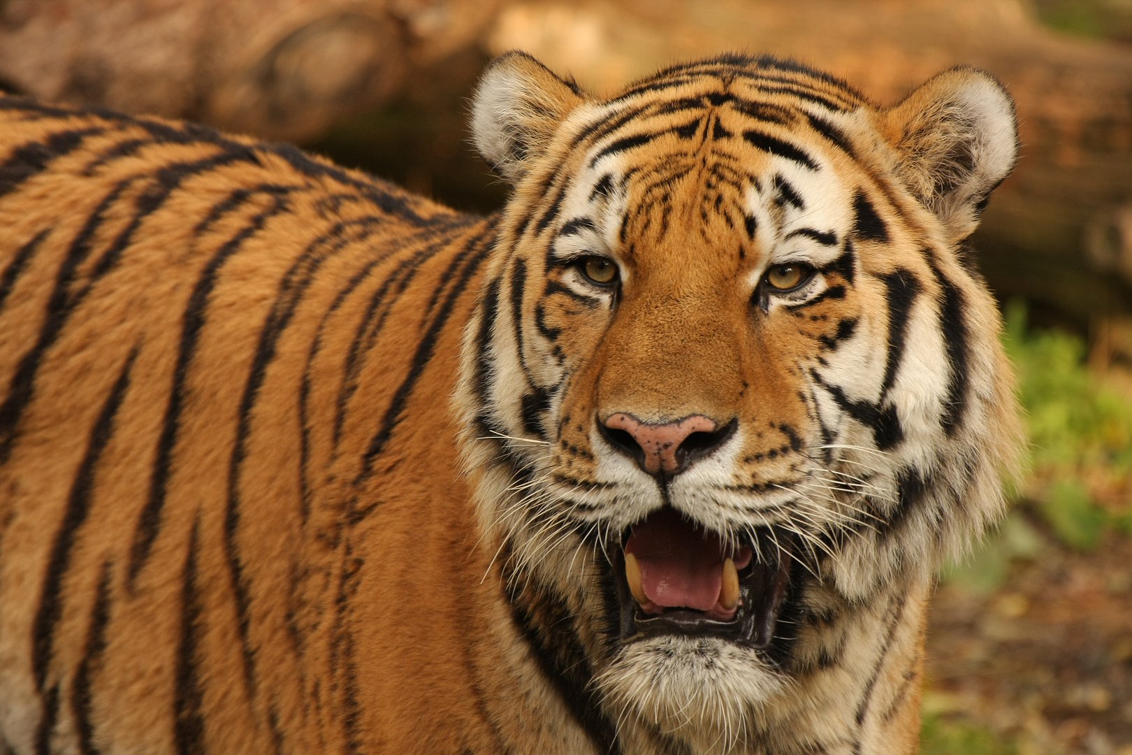トラ　（天王寺動物園）_a0003166_10435934.jpg