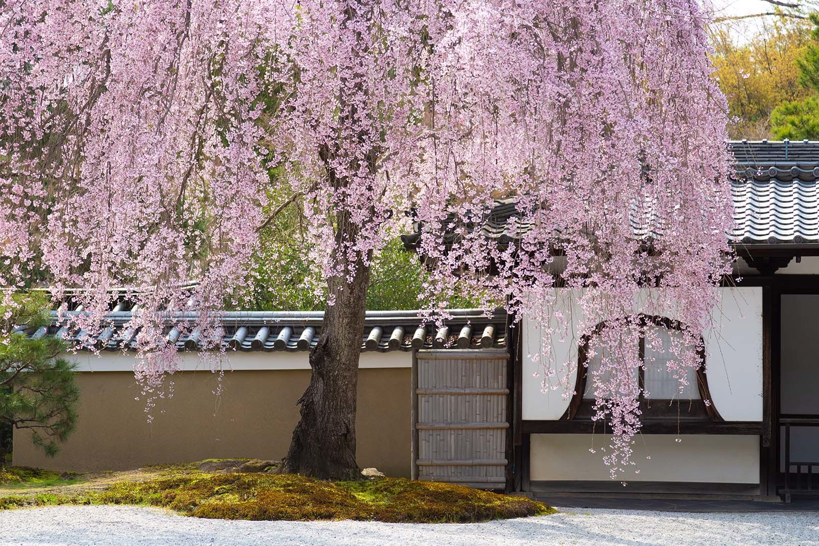 高台寺の桜_a0003166_10452001.jpg