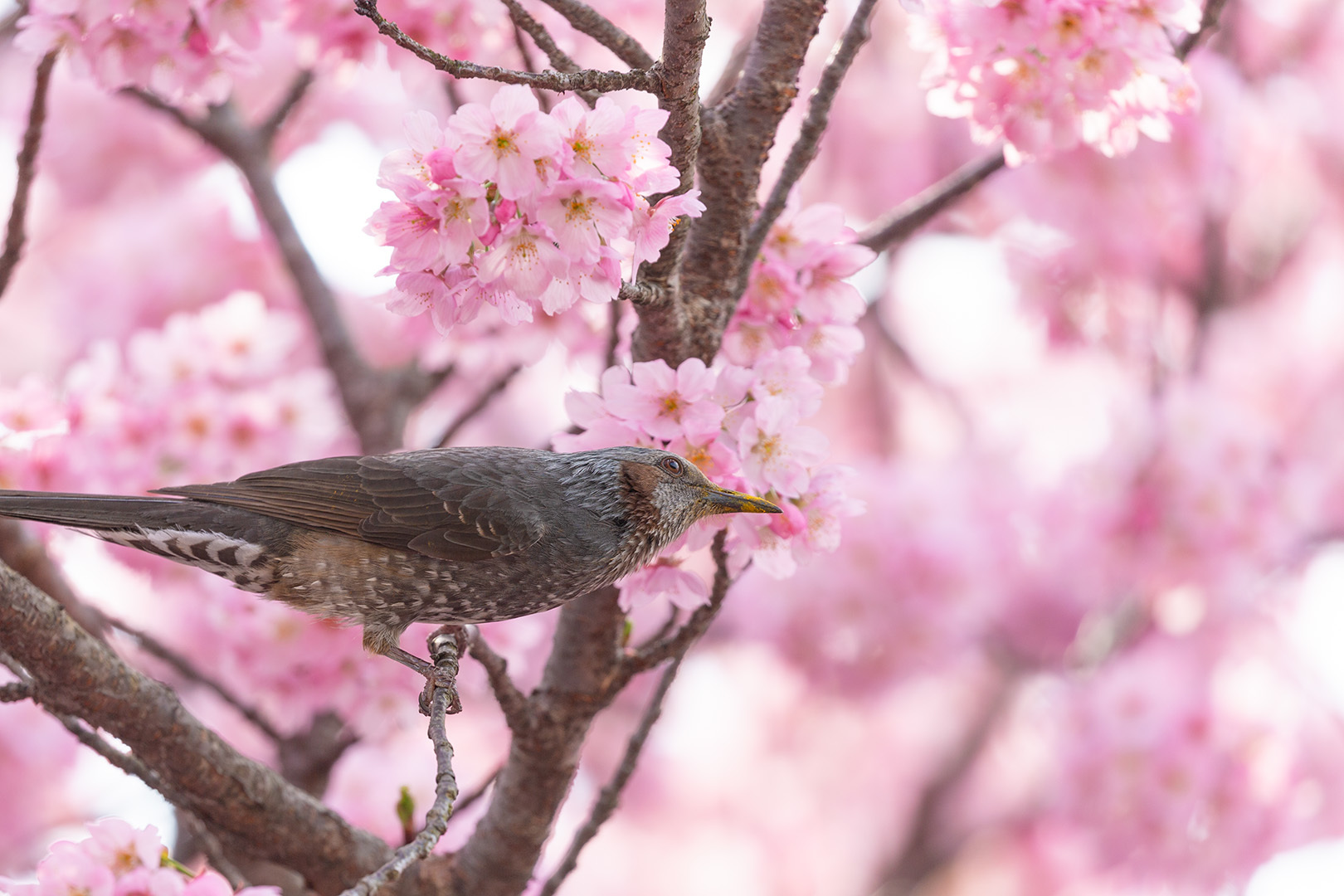 高台寺の桜_a0003166_10452277.jpg
