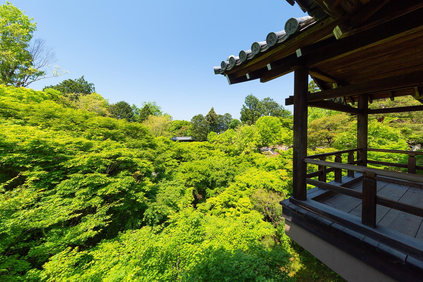 東福寺 新緑 その１_a0003166_10495449.jpg