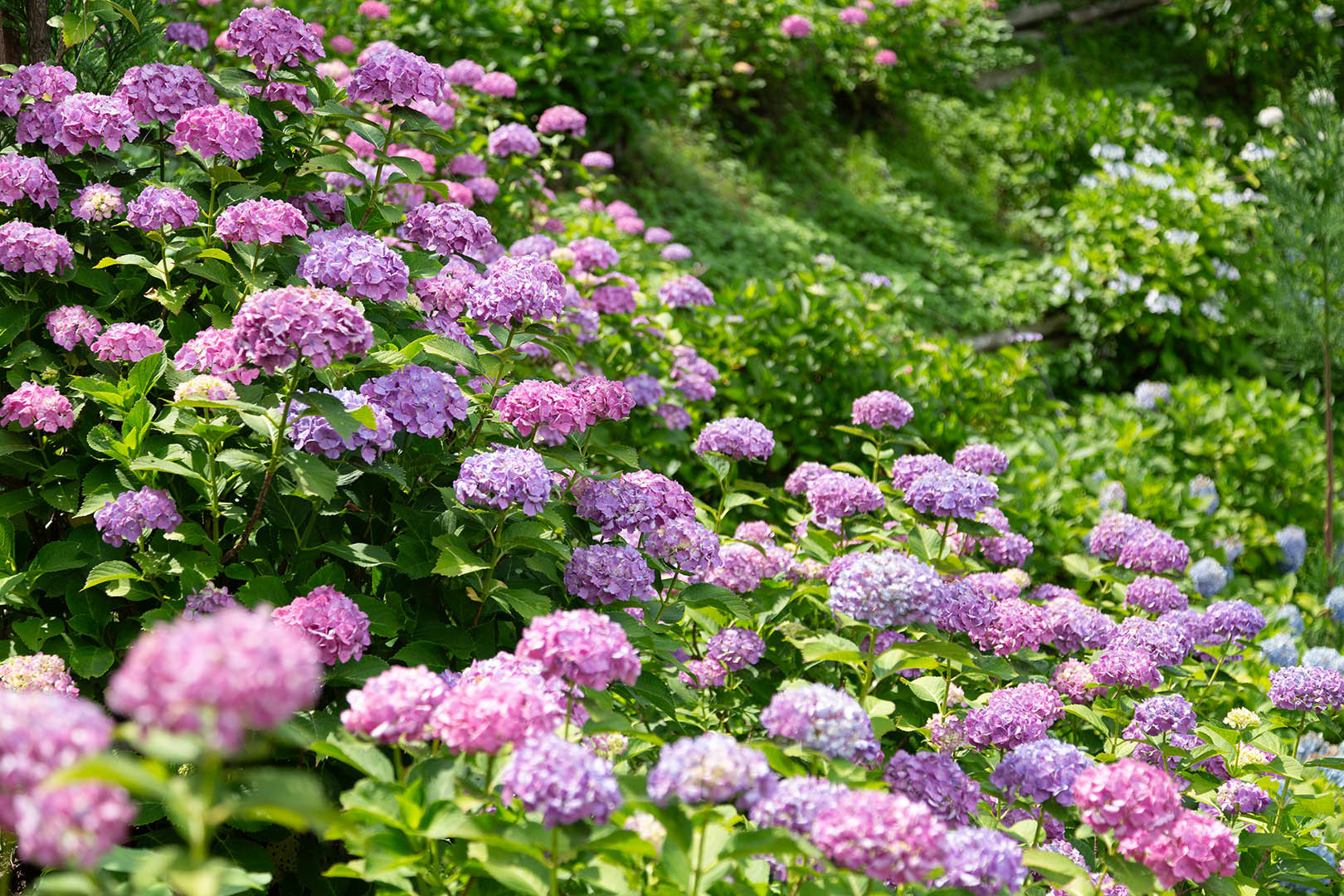 アジサイ（善峯寺）_a0003166_10500268.jpg