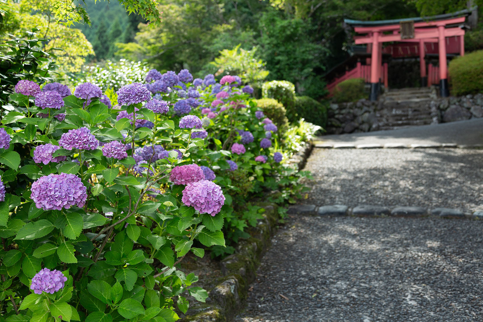 アジサイ（善峯寺）_a0003166_10500996.jpg