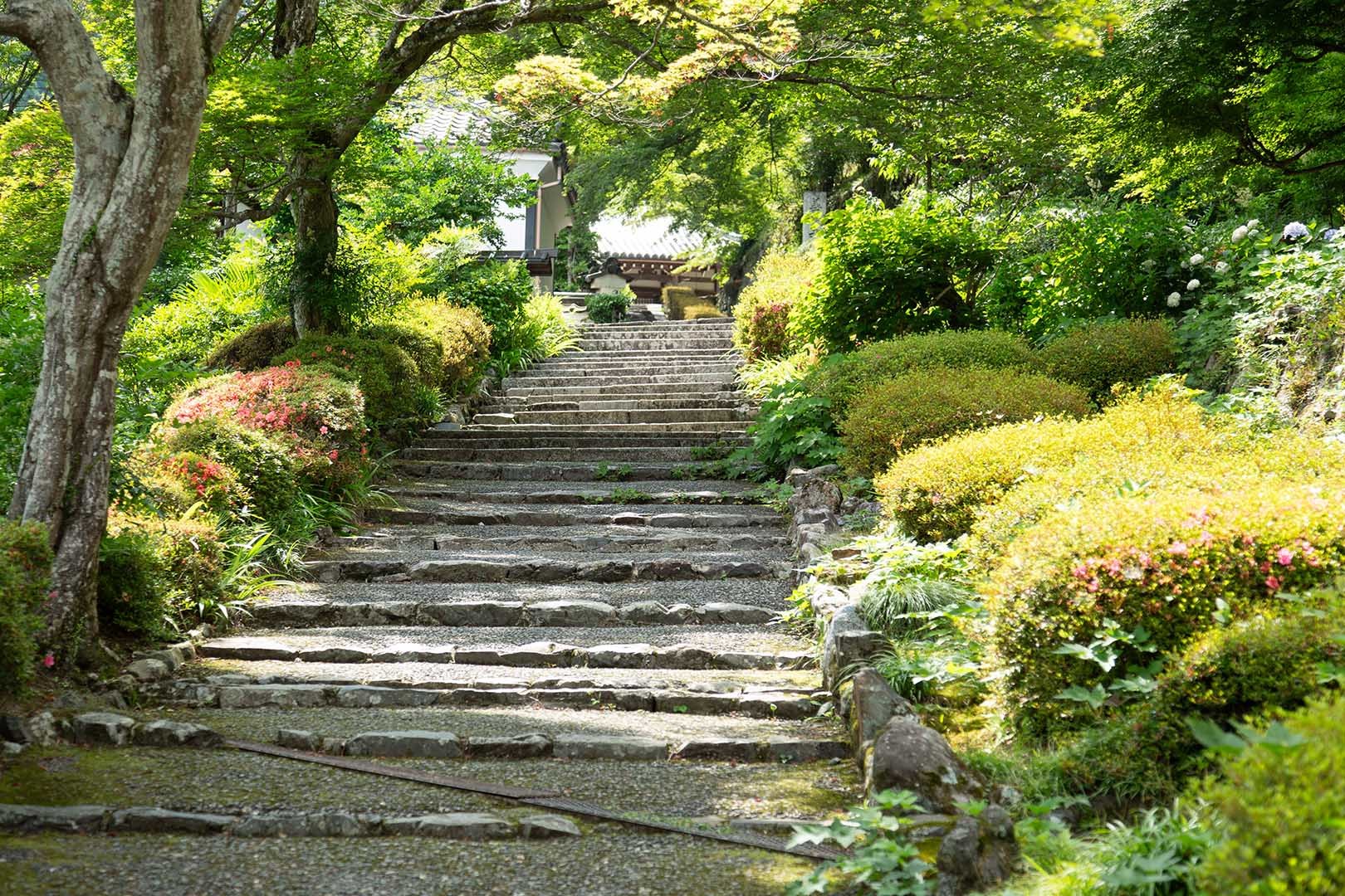 アジサイ（善峯寺）_a0003166_10501131.jpg