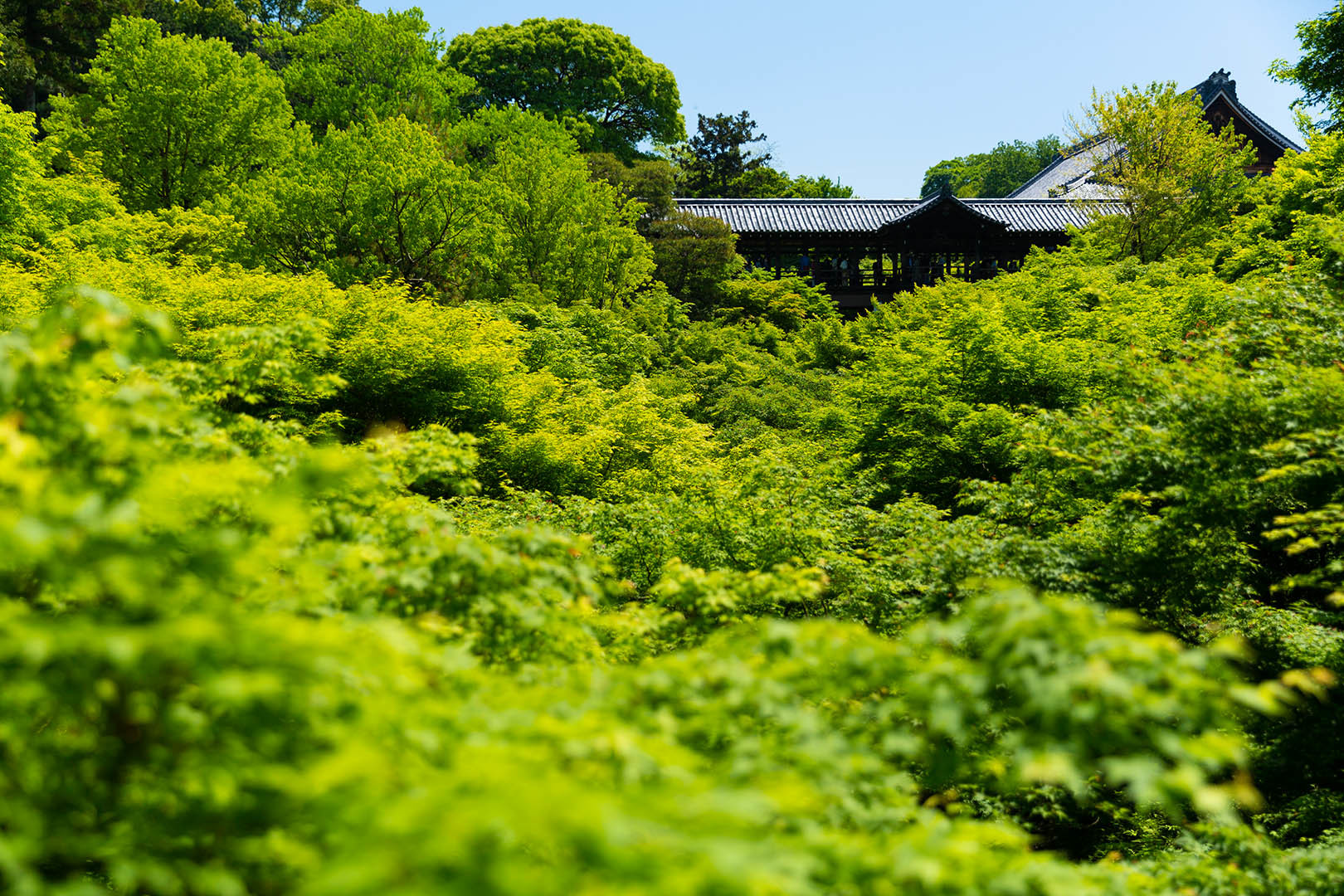東福寺 新緑 その２_a0003166_10505558.jpg