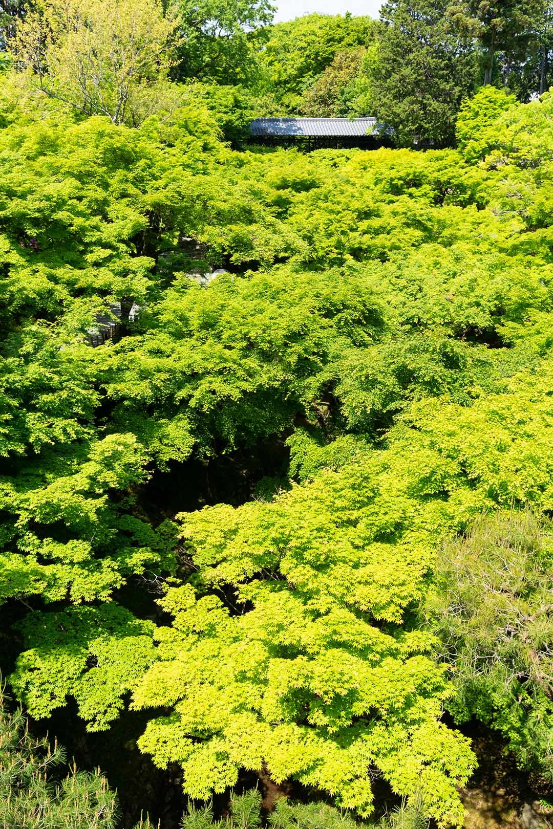東福寺 新緑 その２_a0003166_10505572.jpg