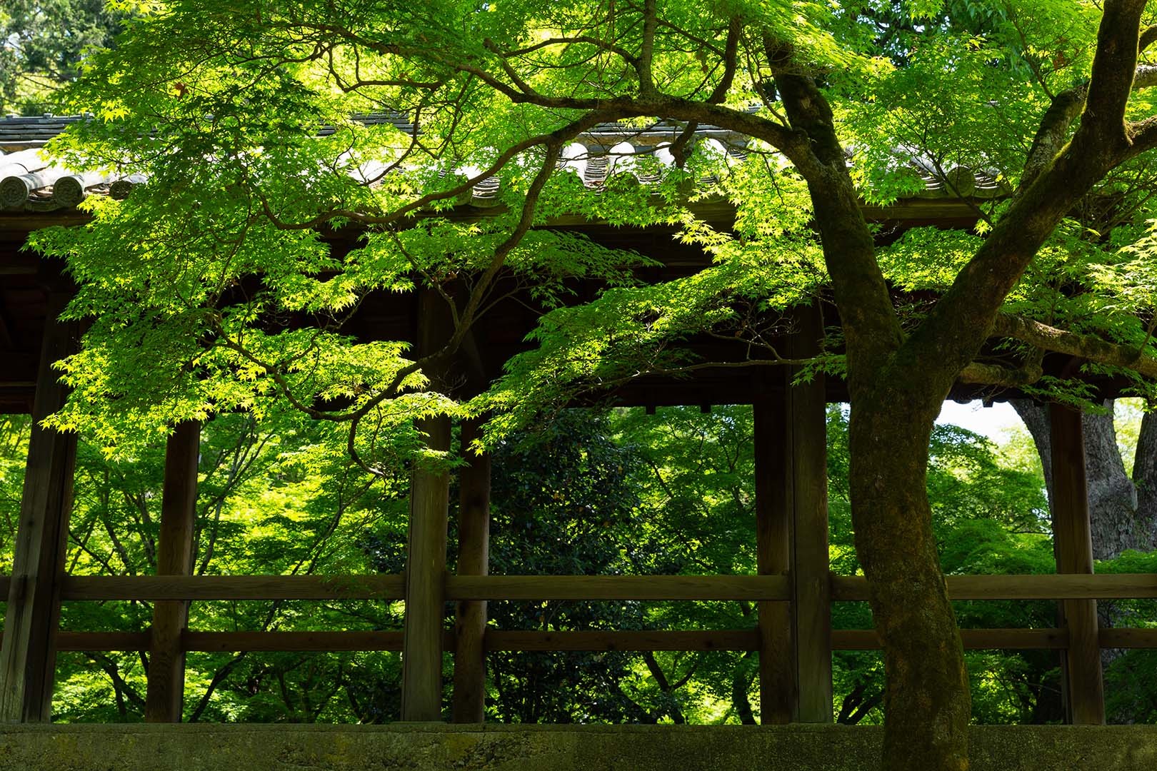 東福寺 新緑 その２_a0003166_10505594.jpg
