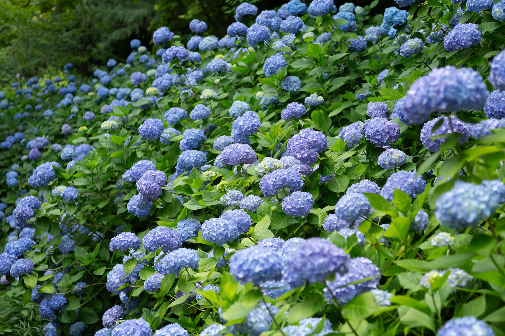 アジサイ（神戸市立森林植物園）_a0003166_10553338.jpg
