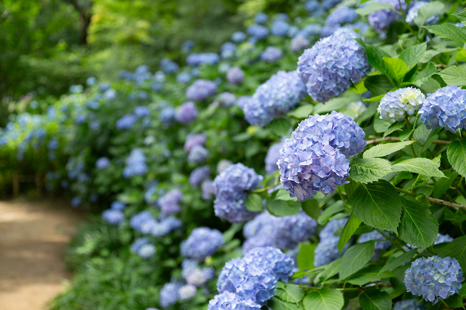 アジサイ（神戸市立森林植物園）_a0003166_10560549.jpg