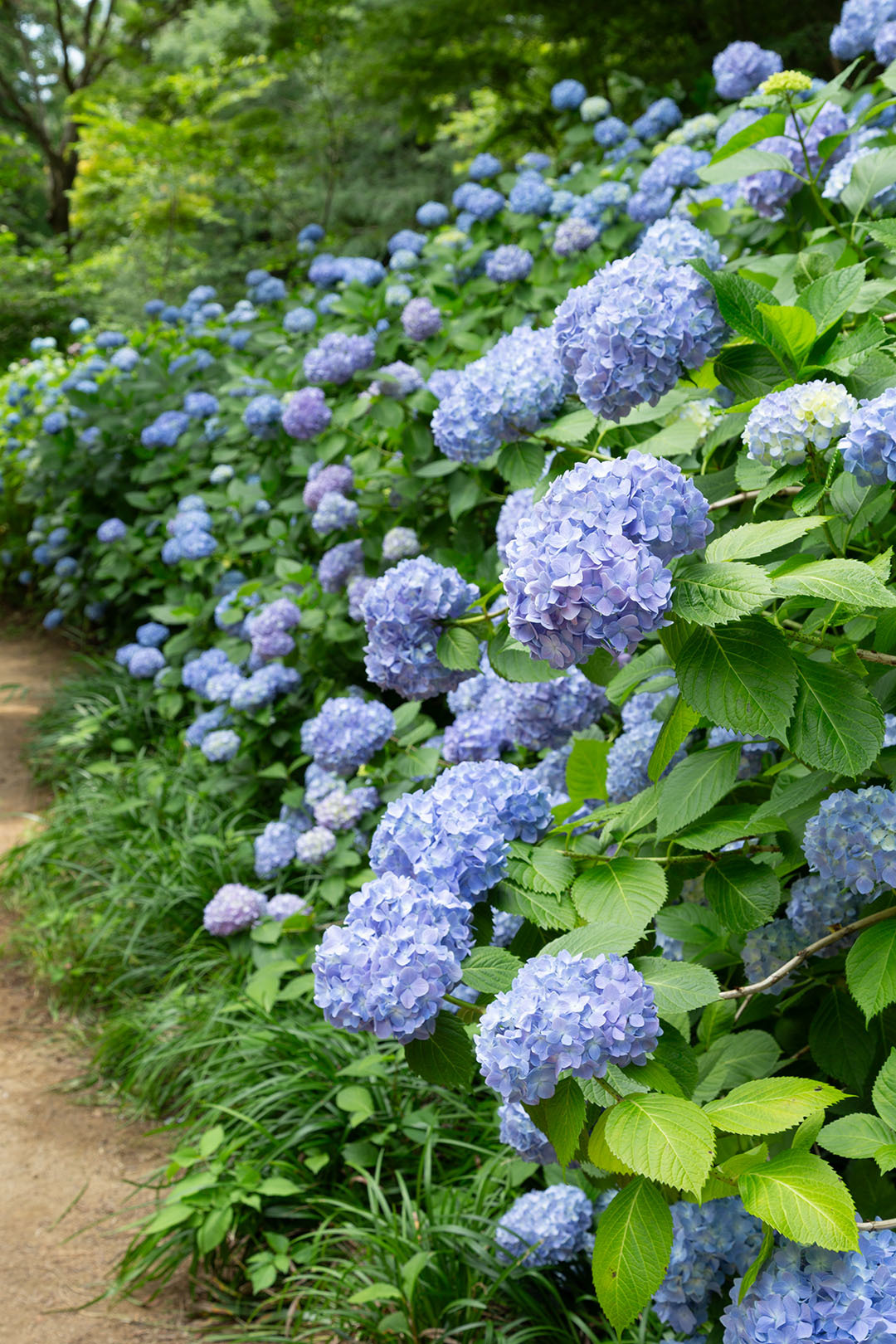 アジサイ（神戸市立森林植物園）_a0003166_10561165.jpg