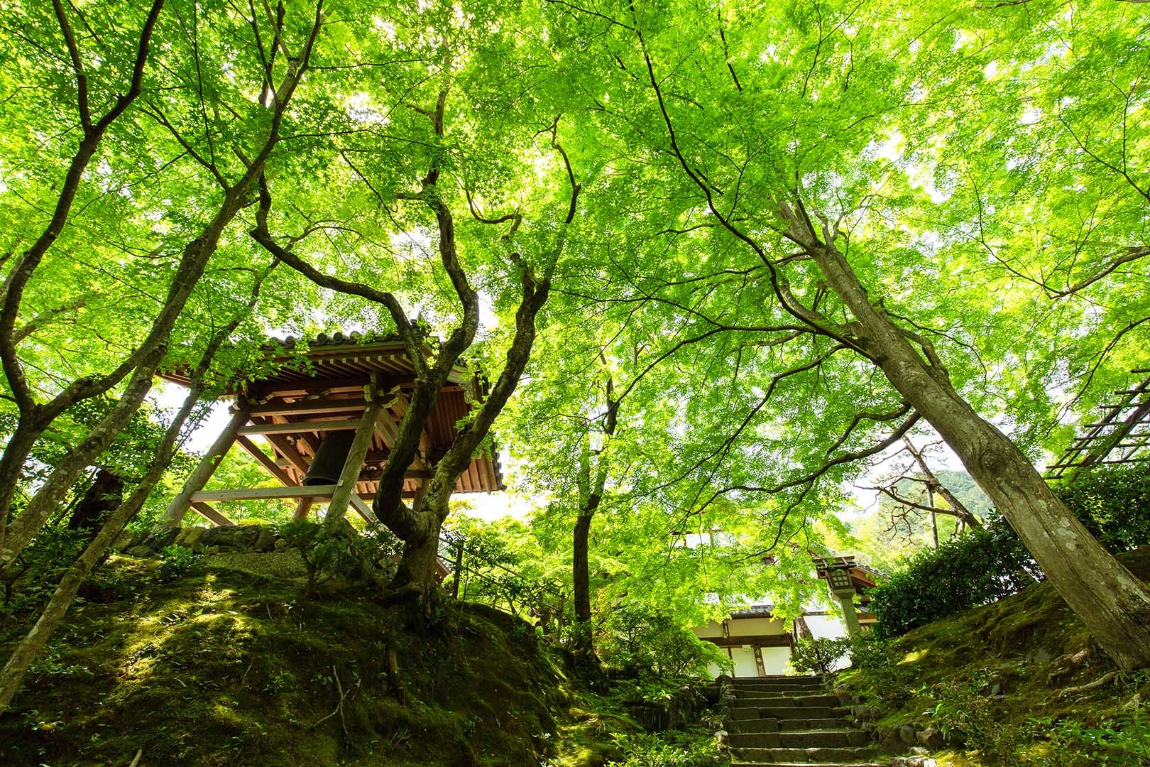 常寂光寺_a0003166_11004501.jpg