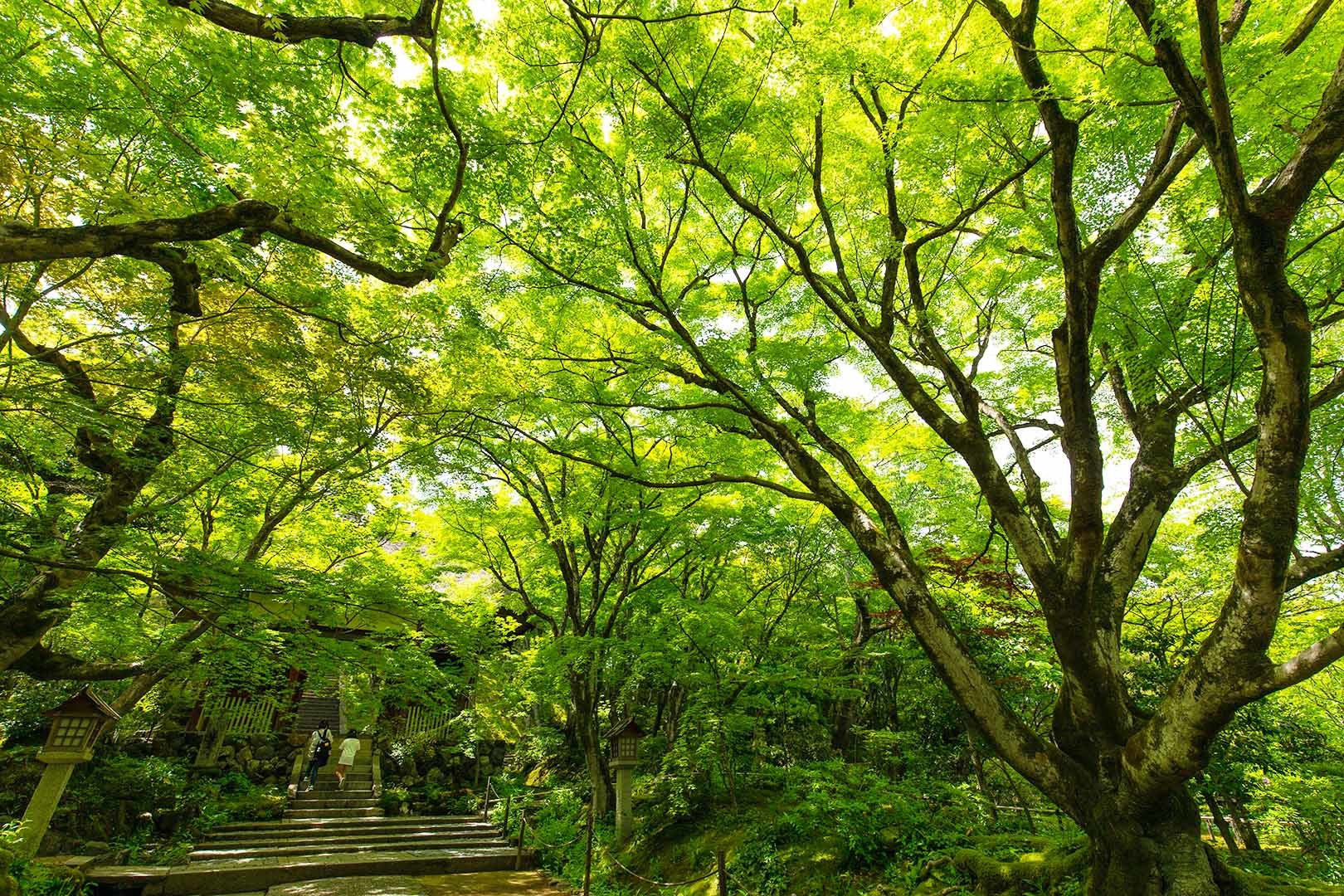 常寂光寺_a0003166_11004670.jpg