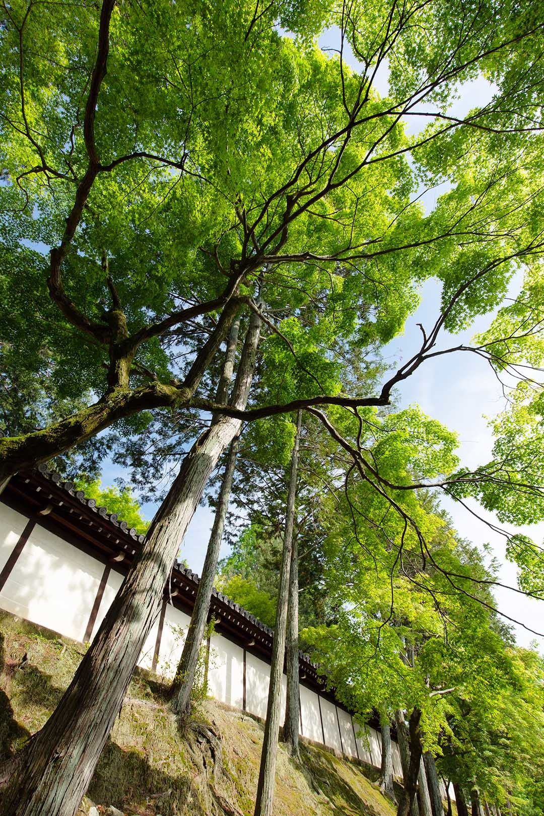 東福寺_a0003166_11034258.jpg