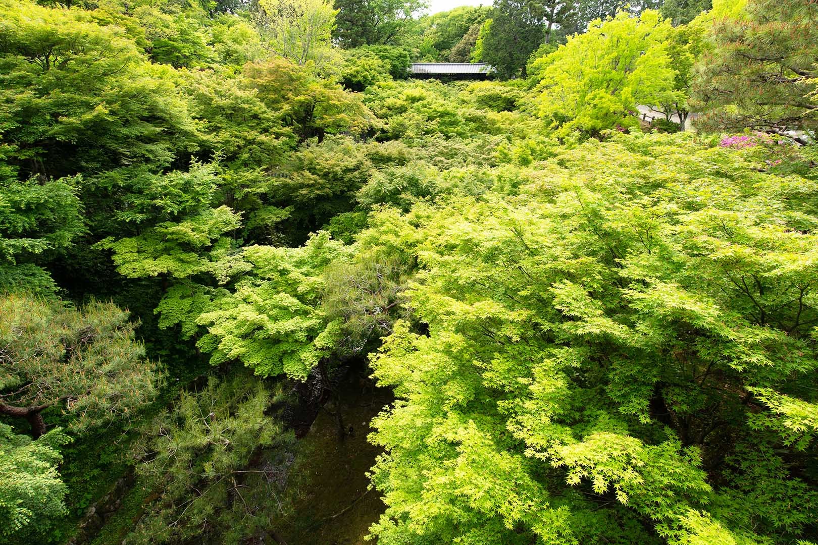 東福寺_a0003166_11034263.jpg
