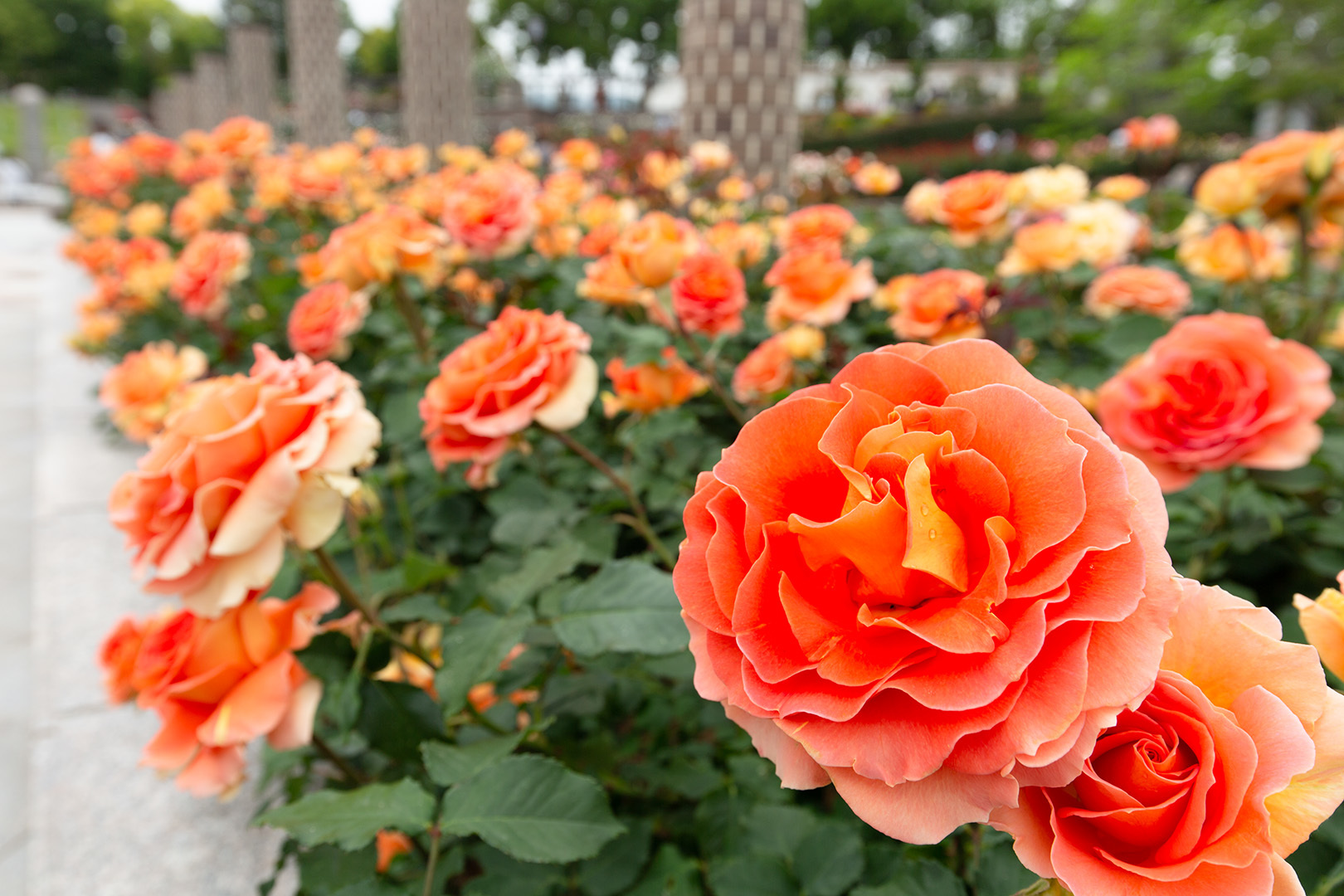 荒牧バラ公園_a0003166_11060131.jpg
