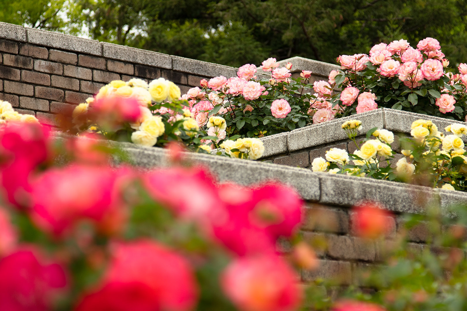 荒牧バラ公園_a0003166_11060167.jpg