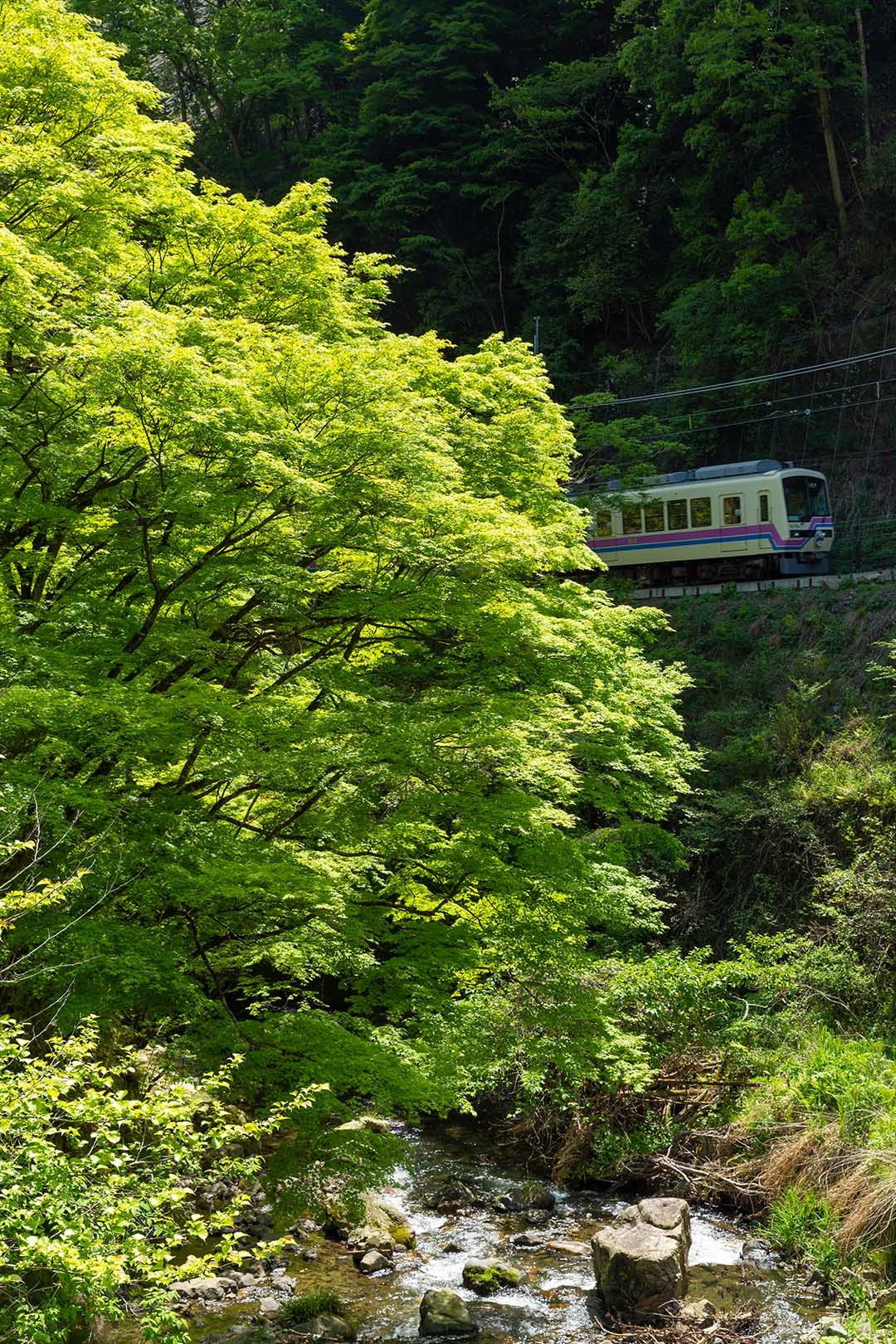 叡山電鉄 新緑（二ノ瀬の近く）_a0003166_11073768.jpg