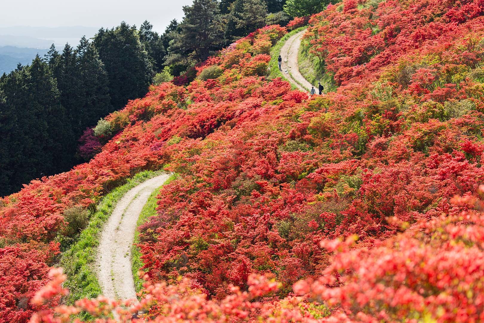 葛城山 つつじ_a0003166_11132590.jpg
