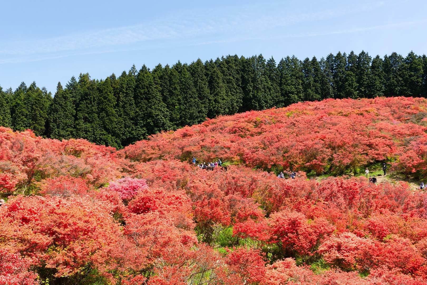 葛城山 つつじ_a0003166_11134255.jpg