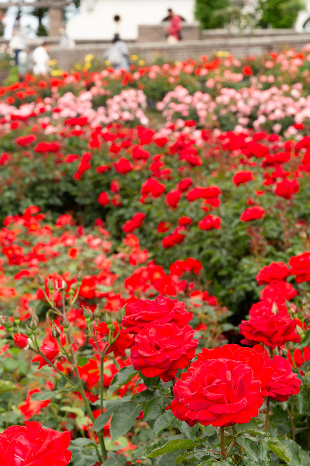 バラ（荒牧バラ公園）_a0003166_11174693.jpg