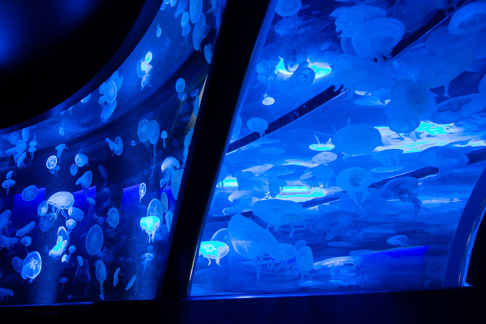 クラゲ（京都水族館）_a0003166_11183006.jpg