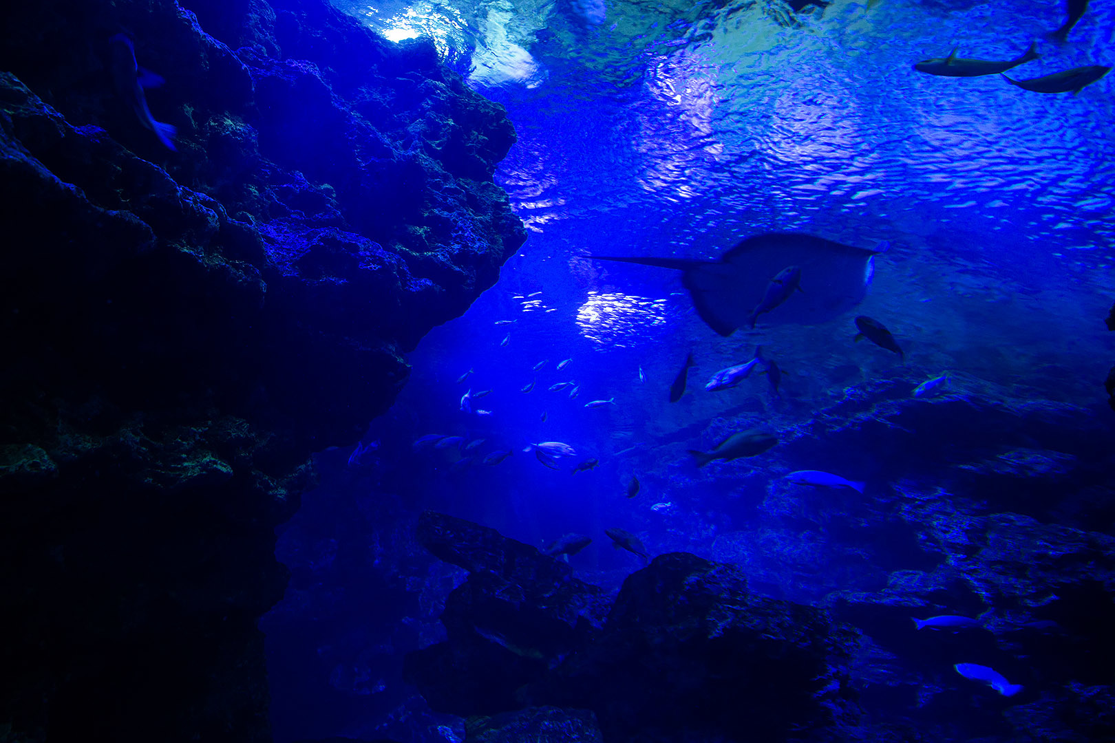 クラゲ（京都水族館）_a0003166_11183529.jpg