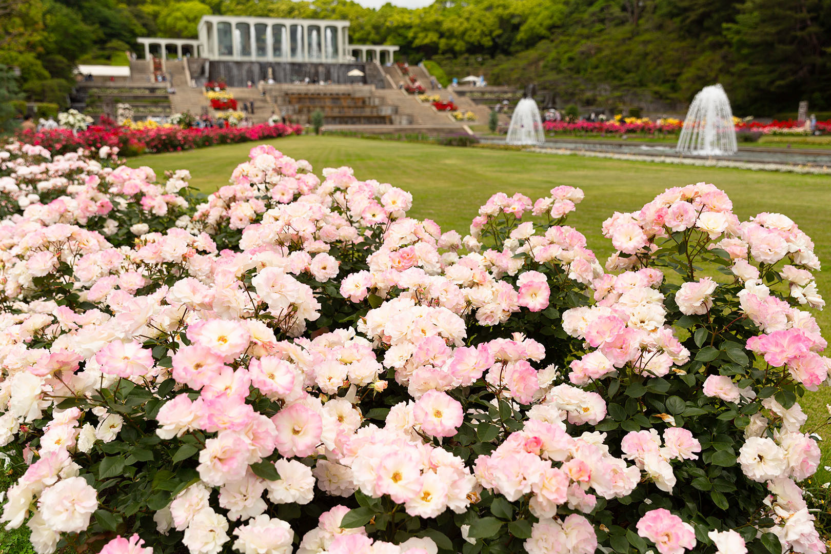 須磨離宮公園 バラ_a0003166_11202543.jpg