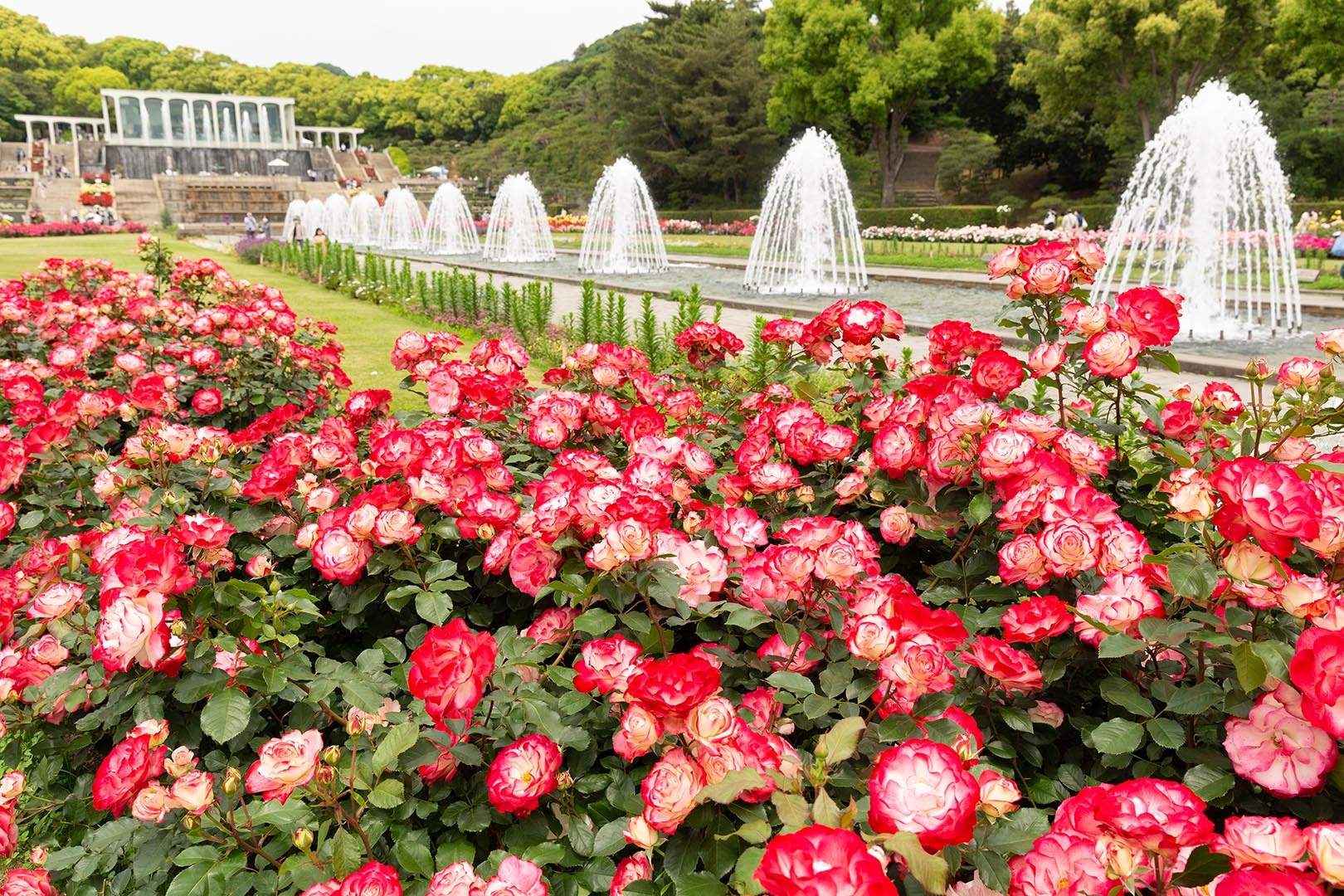 須磨離宮公園 バラ_a0003166_11202597.jpg