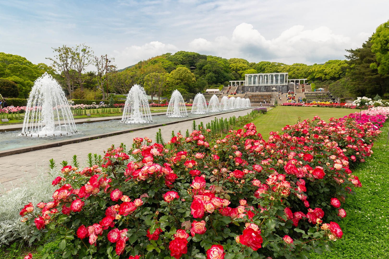 須磨離宮公園 バラ_a0003166_11202667.jpg