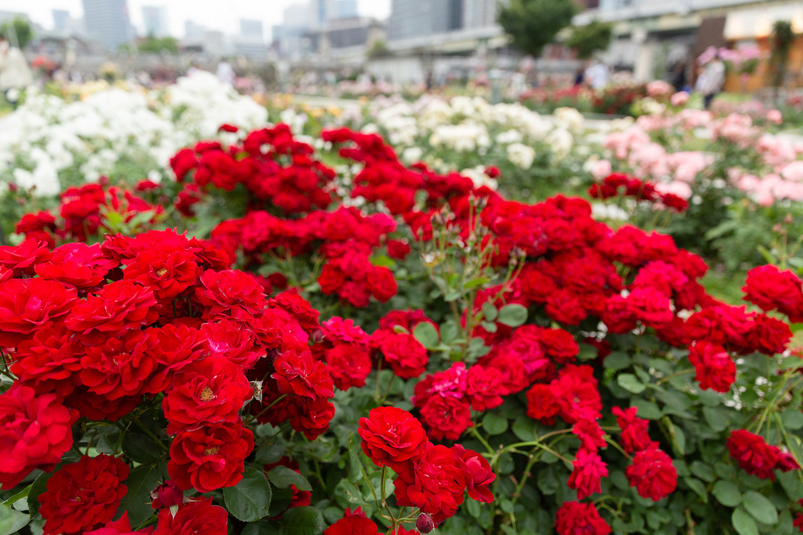 バラ（中之島公園）_a0003166_11225321.jpg