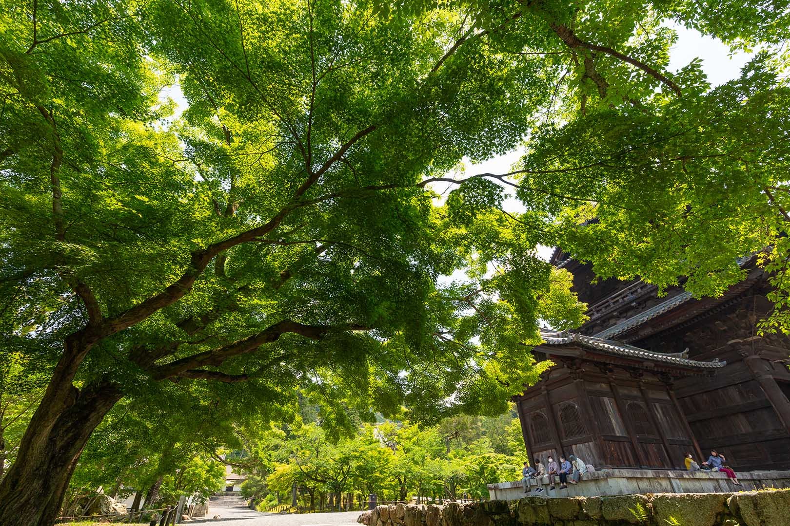 南禅寺 新緑_a0003166_11242434.jpg