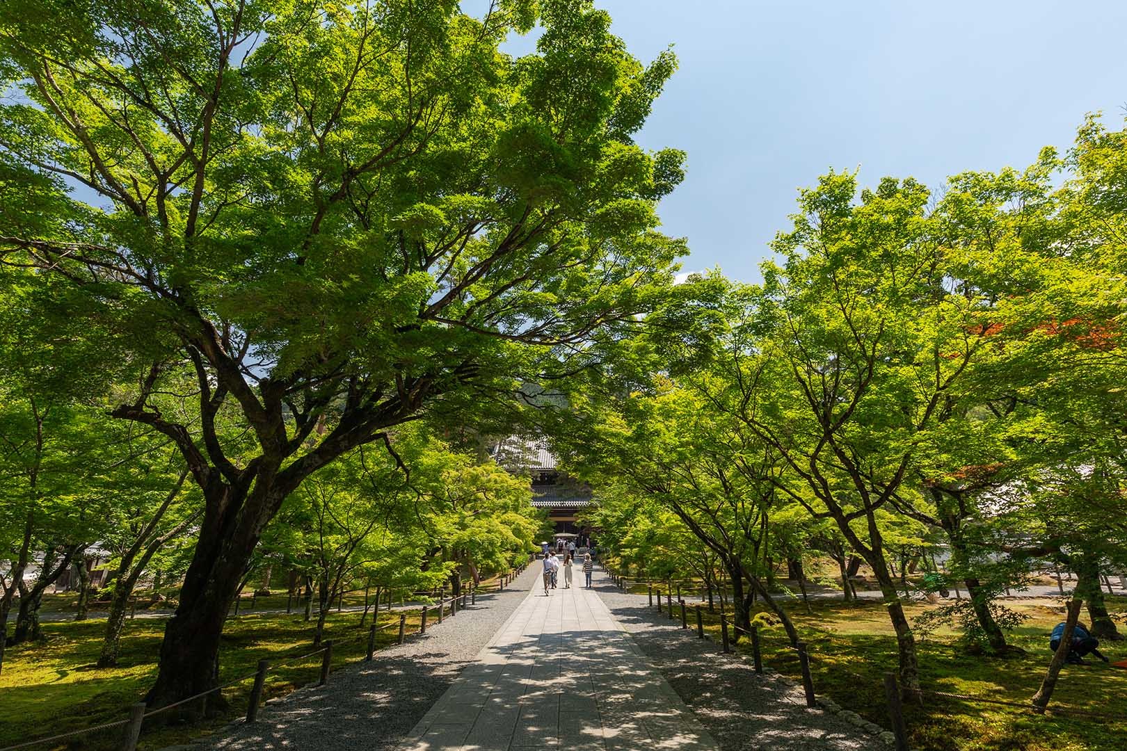 南禅寺 新緑_a0003166_11242559.jpg