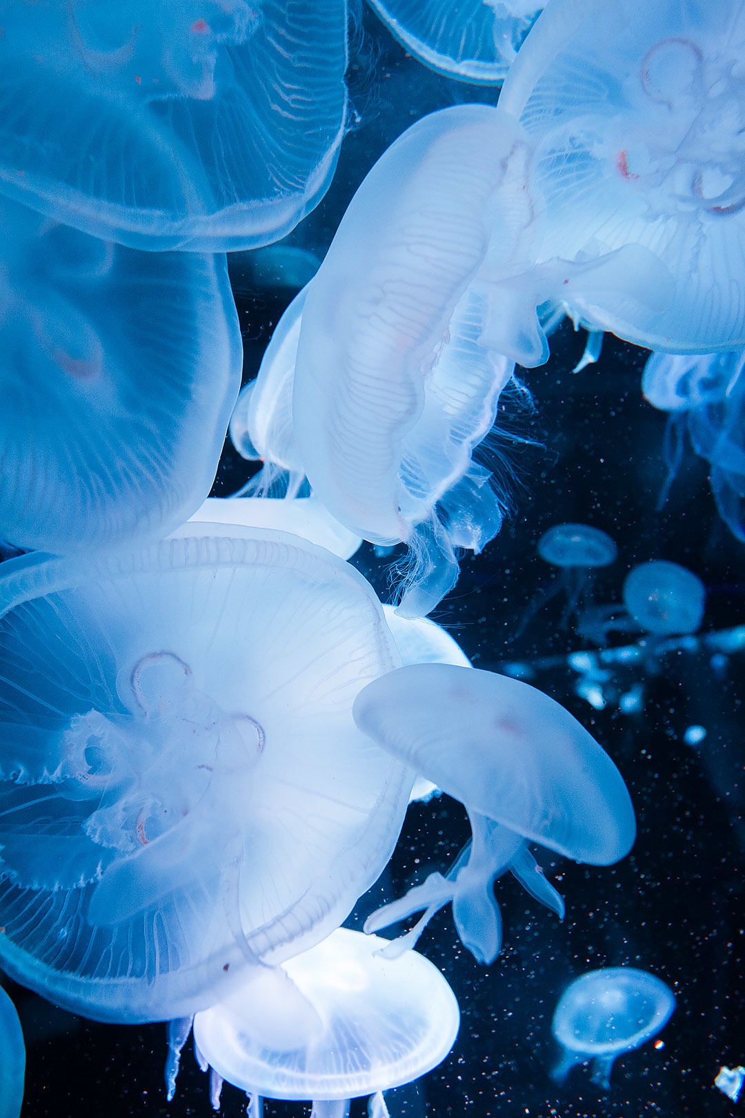 クラゲ（京都水族館）_a0003166_11251591.jpg