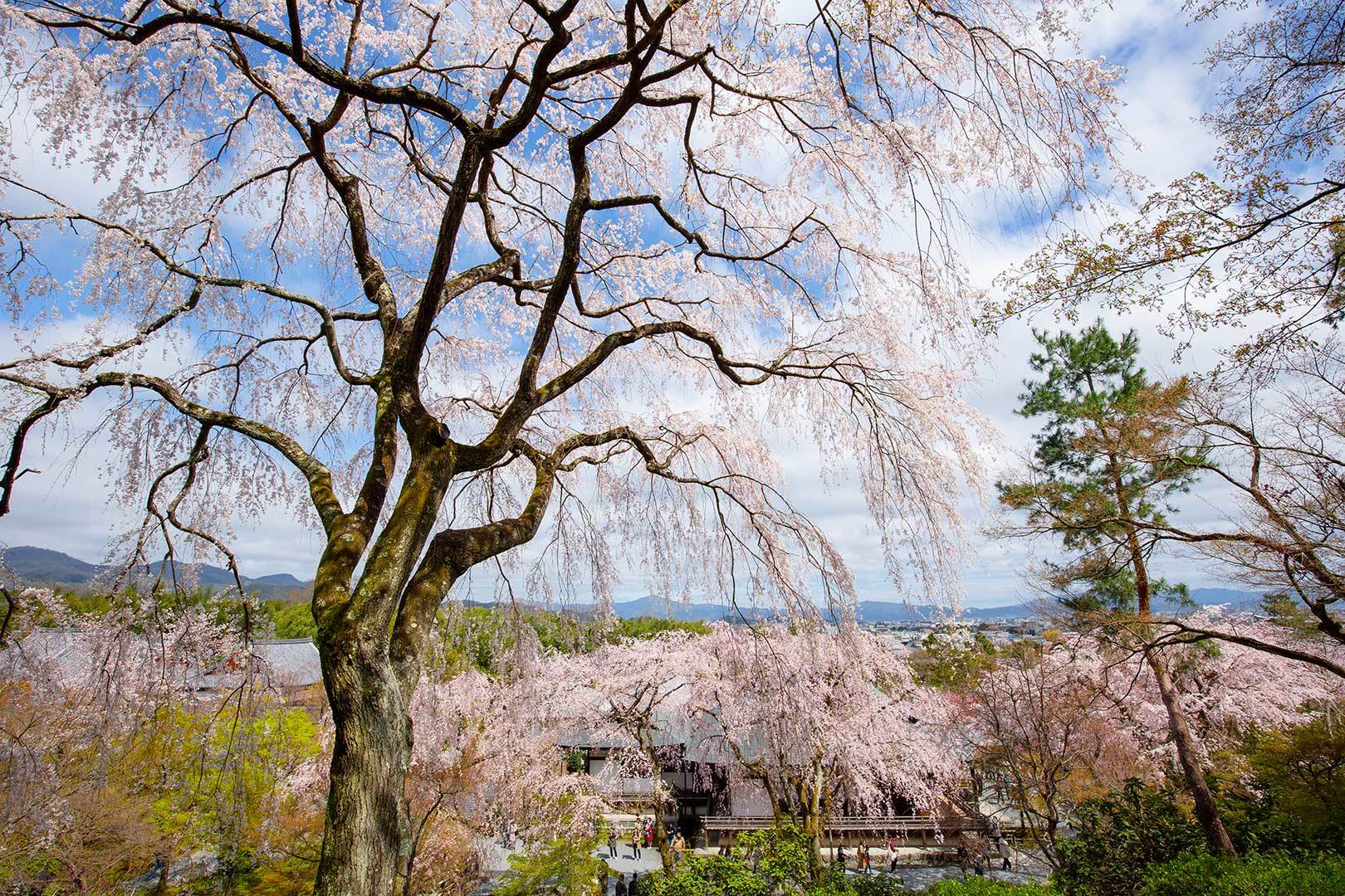 天龍寺_a0003166_11263809.jpg