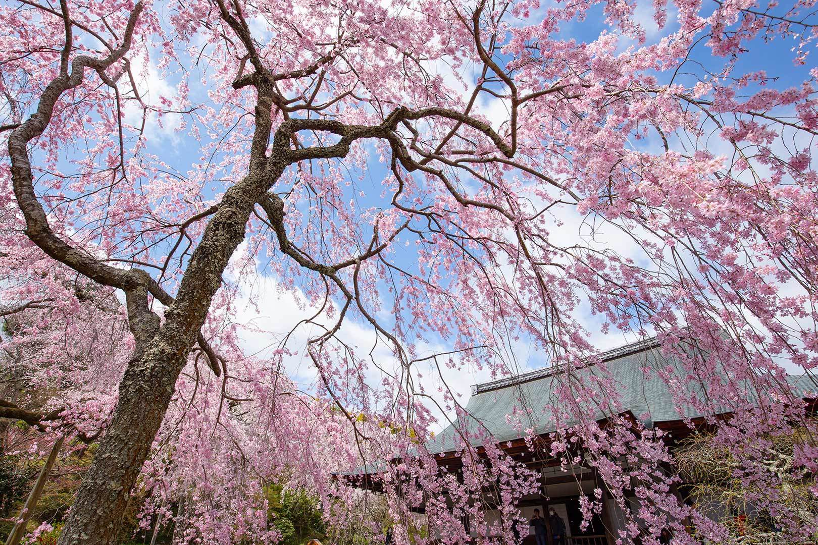 天龍寺_a0003166_11264499.jpg