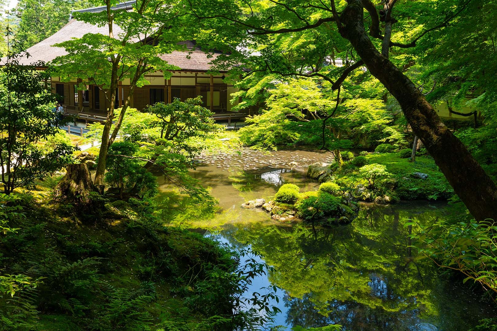 南禅院 新緑_a0003166_11264620.jpg