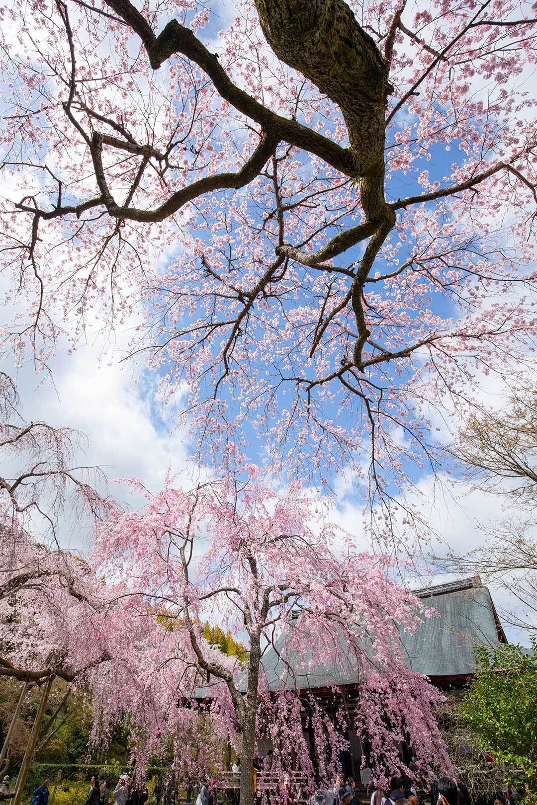 天龍寺_a0003166_11264898.jpg