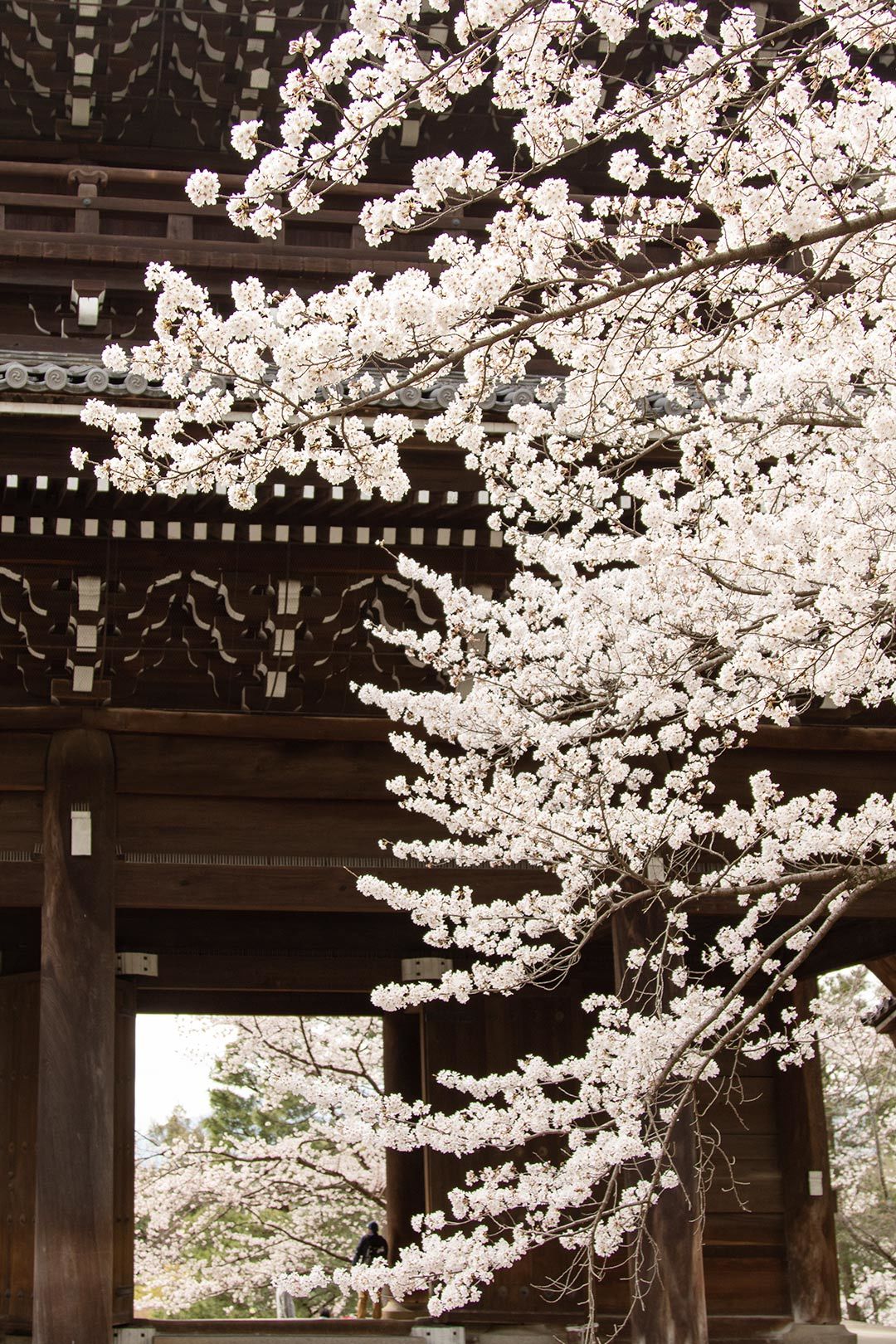 知恩院_a0003166_11285117.jpg