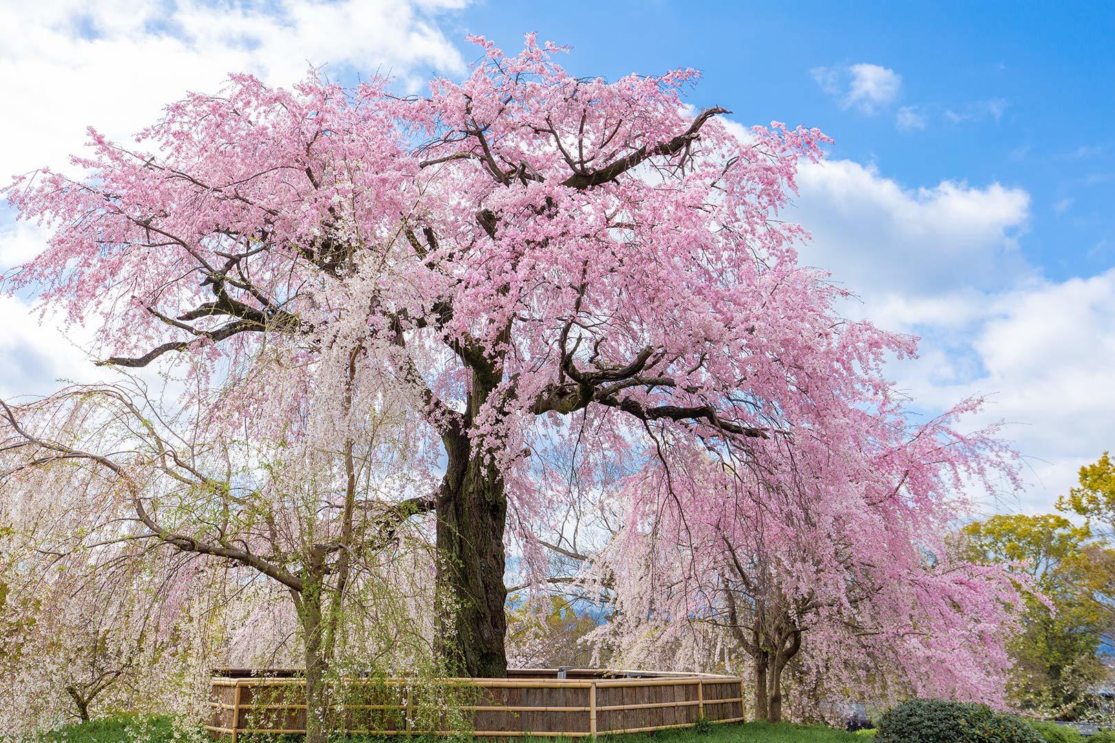 円山公園_a0003166_11300637.jpg