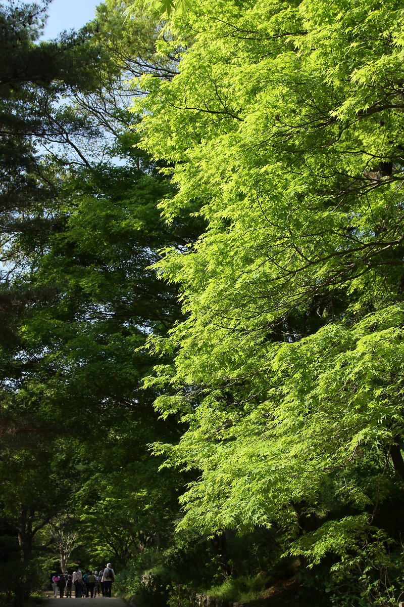 新緑　（神戸市立森林植物園）_a0003166_11303290.jpg