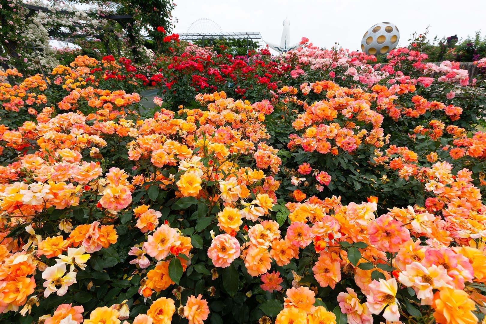 バラ（万博公園）_a0003166_11311375.jpg